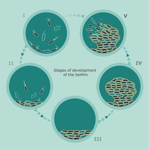Stages of Development of the Biofilm