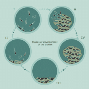 Visual representation of the evolution stages of biofilm