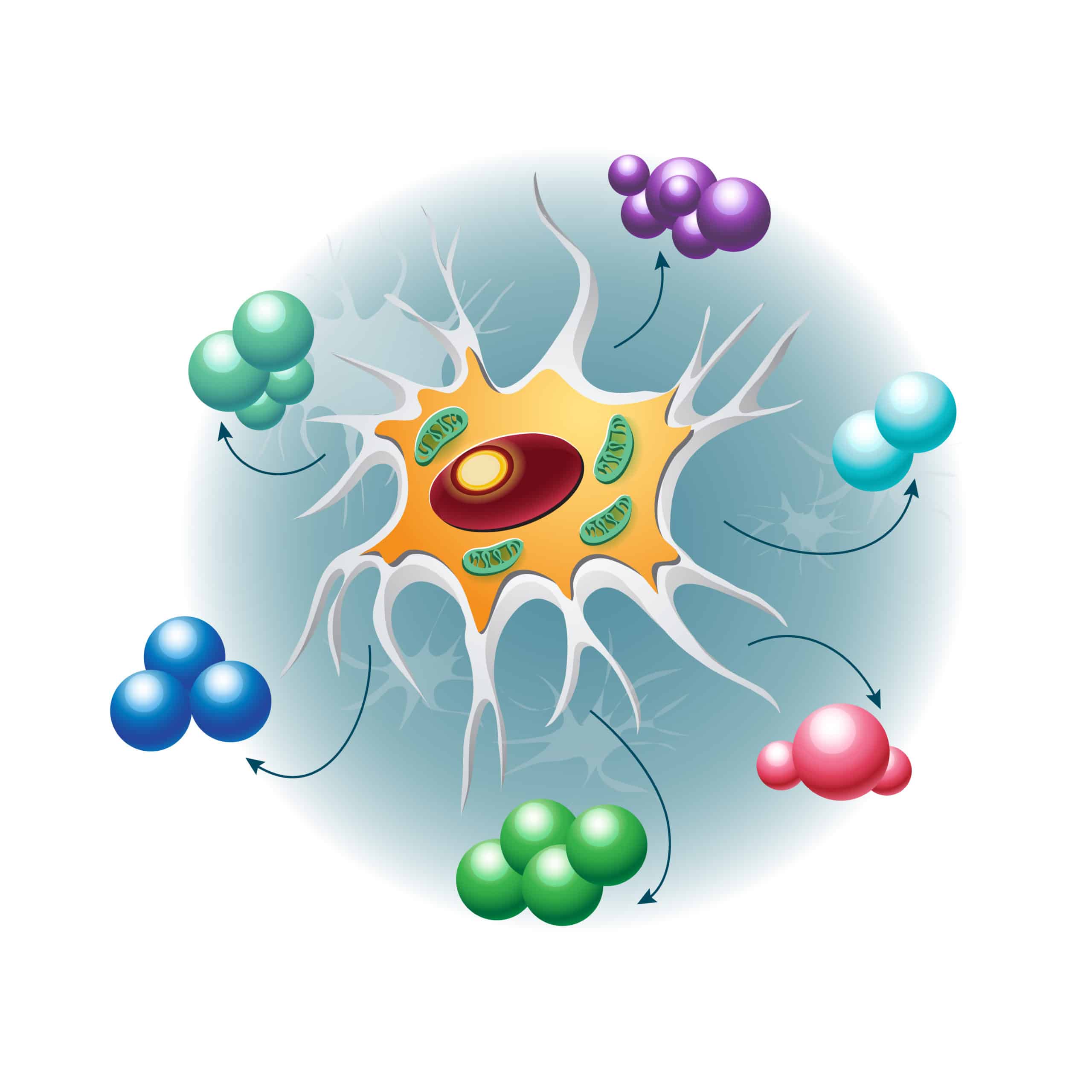 Define Growth Factors Cell Cycle